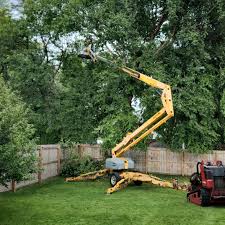 How Our Tree Care Process Works  in  Stonewood, WV