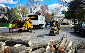 Best Stump Grinding and Removal  in Stonewood, WV
