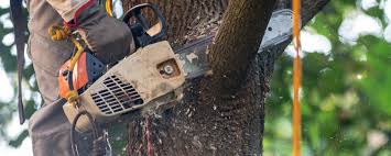 Best Root Management and Removal  in Stonewood, WV
