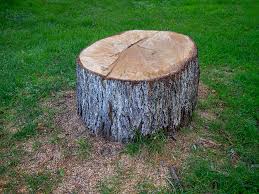 Best Hazardous Tree Removal  in Stonewood, WV
