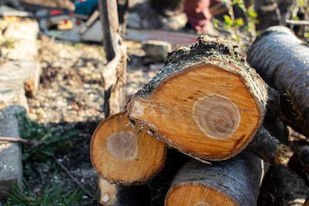 Best Mulching Services  in Stonewood, WV
