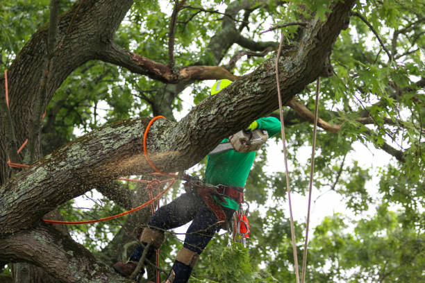 Mulching Services in Stonewood, WV