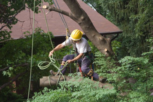 Trusted Stonewood, WV Tree Care Experts