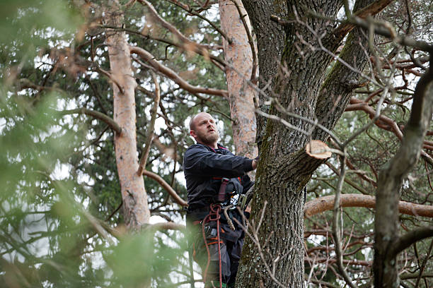 Best Tree Disease Treatment  in Stonewood, WV