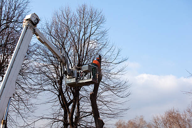 Best Fruit Tree Pruning  in Stonewood, WV