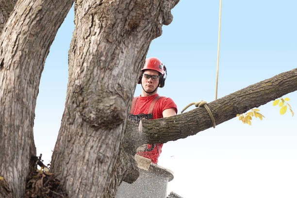 Best Tree Maintenance Programs  in Stonewood, WV